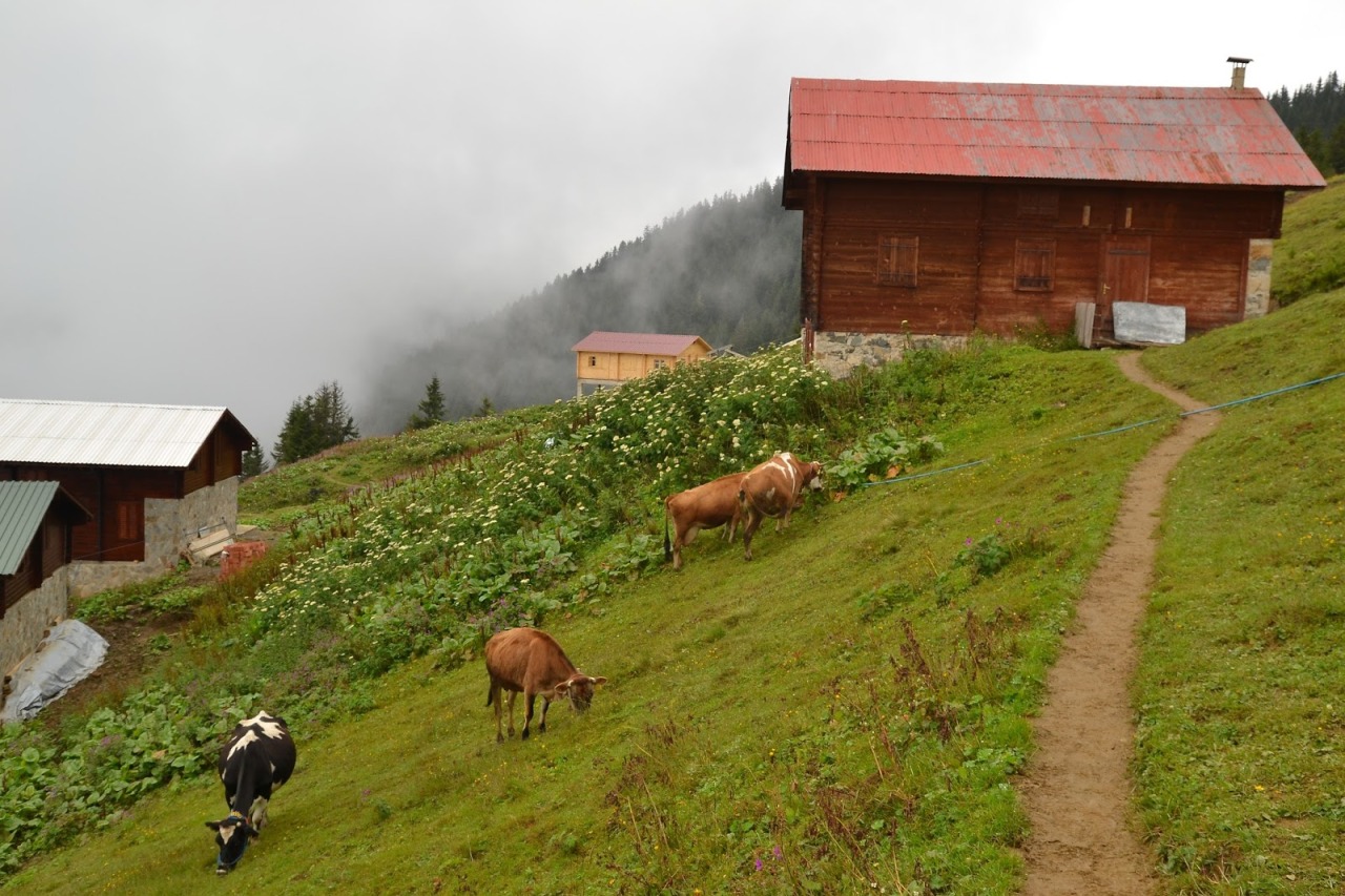Pokut Yaylası
